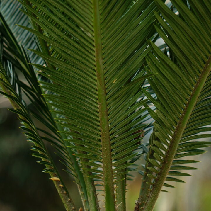 楽天市場】蘇鉄 (ソテツ) 80cm Good Style 大苗 観葉植物 : 苗木部 