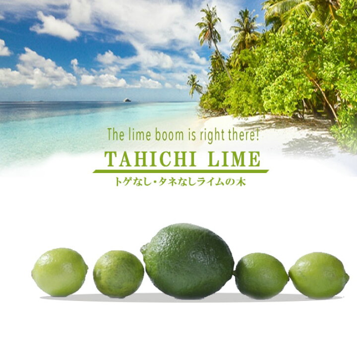 楽天市場 タヒチライム 3年生 接ぎ木 大苗 産地で剪定済 1 0m苗 苗木部 ｂｙ 花ひろばオンライン