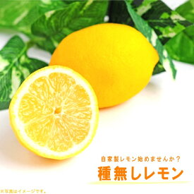 種なしレモンの木 【シードレスレモン】 2年生 接木苗 5号ロングポット
