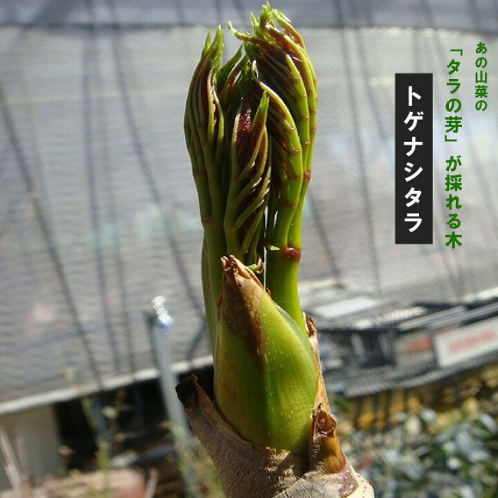 楽天市場 たらの木 トゲナシタラ 苗木 たらの芽の採れる木 苗木部 by 花ひろばオンライン 楽天市場 たらの木 トゲナシタラ 苗木 たらの芽の採れる木 苗木部 by 花ひろばオンライン