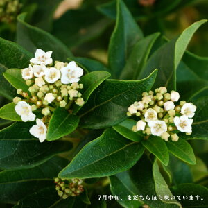 植木 盆栽 トキワガマズミの人気商品 通販 価格比較 価格 Com