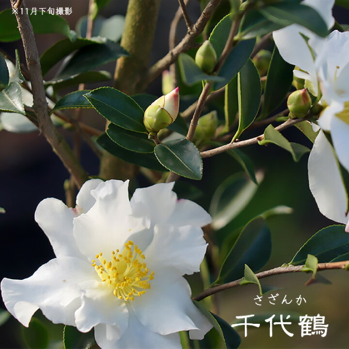 楽天市場 千代鶴 サザンカ 根巻き苗 苗木部 by 花ひろばオンライン 楽天市場 千代鶴 サザンカ 根巻き苗 苗木部 by 花ひろばオンライン