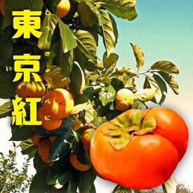 柿の苗木 【東京紅】 完全甘柿 1年生接木苗
