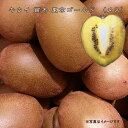 ■送料無料■【キウイ 苗木：黄色実】 東京ゴールド （メス）3年生 接ぎ木苗 【産地で剪定済 1.0m苗】