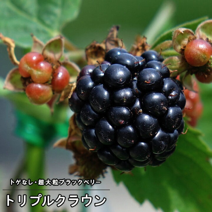 楽天市場 トゲなし ブラックベリー トリプルクラウン 5号ポット苗 苗木部 ｂｙ 花ひろばオンライン