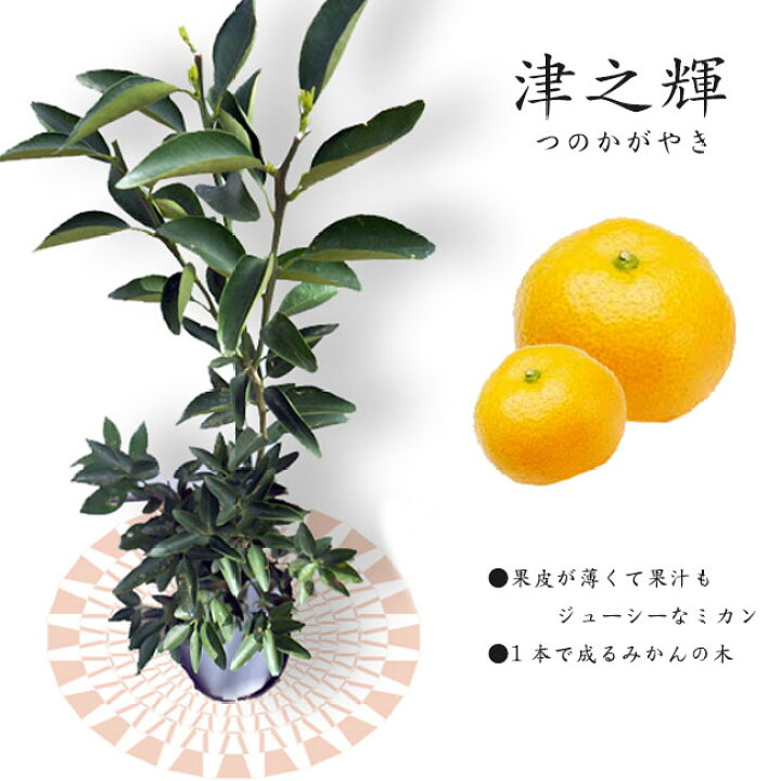 楽天市場】みかん 苗木 【津之輝】 2年生接木苗 登録品種・品種登録 