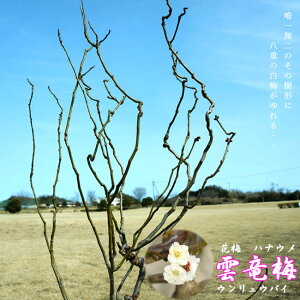 �_���~ (�E�������E�o�C) ��������c ��^��z�ցE�卫��