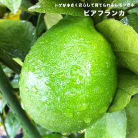 トゲなしレモン 【ビアフランカ】 2年生 接木 苗木