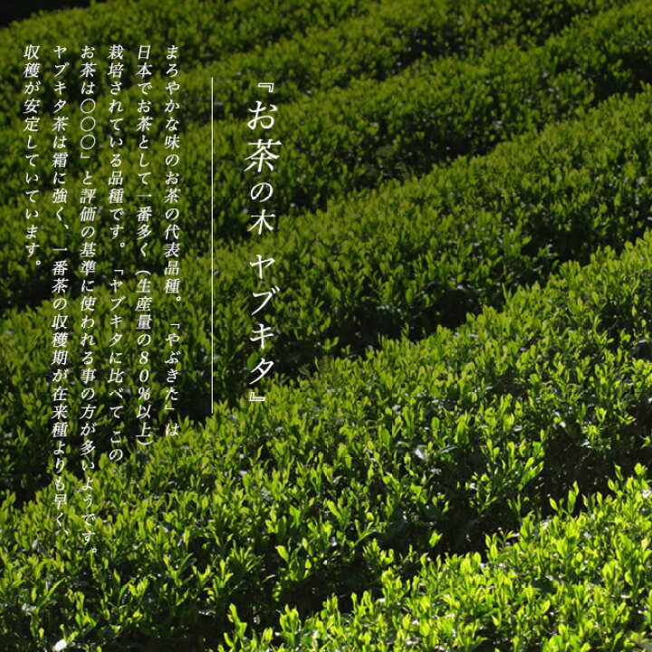 楽天市場 お茶の木 ヤブキタ茶 5号ポット苗 苗木部 ｂｙ 花ひろばオンライン