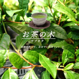 お茶の木 【ヤブキタ茶】 5号ポット苗