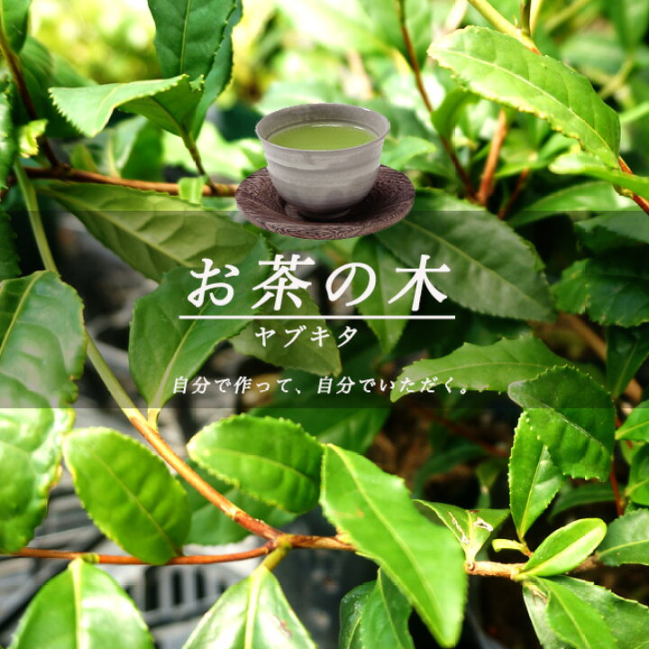 楽天市場 お茶の木 ヤブキタ茶 5号ポット苗 苗木部 ｂｙ 花ひろばオンライン