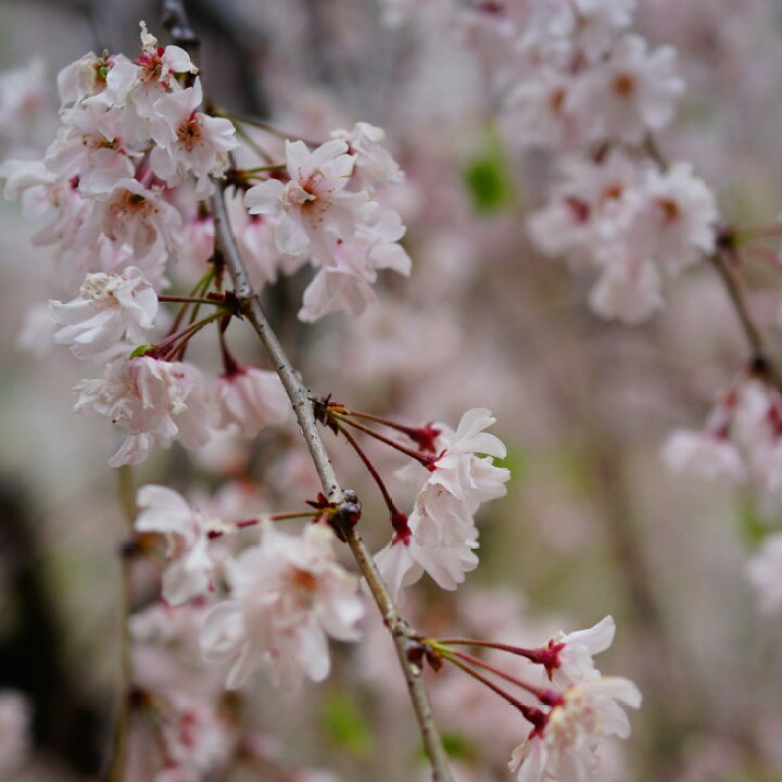 楽天市場 しだれ桜 八重紅枝垂れ桜 やえべにしだれ 1年生 接ぎ木 苗 苗木部 ｂｙ 花ひろばオンライン