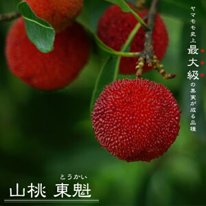 } y@ iXjz 2Nږ7OXbg ̔