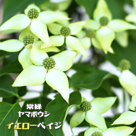 楽天市場 面白い花の通販