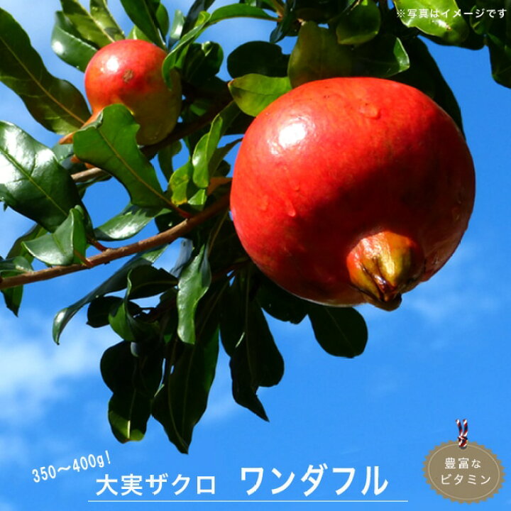 楽天市場 ざくろ 苗 ワンダフル 1年生 挿し木苗 予約販売11月頃入荷 発送予定 苗木部 ｂｙ 花ひろばオンライン