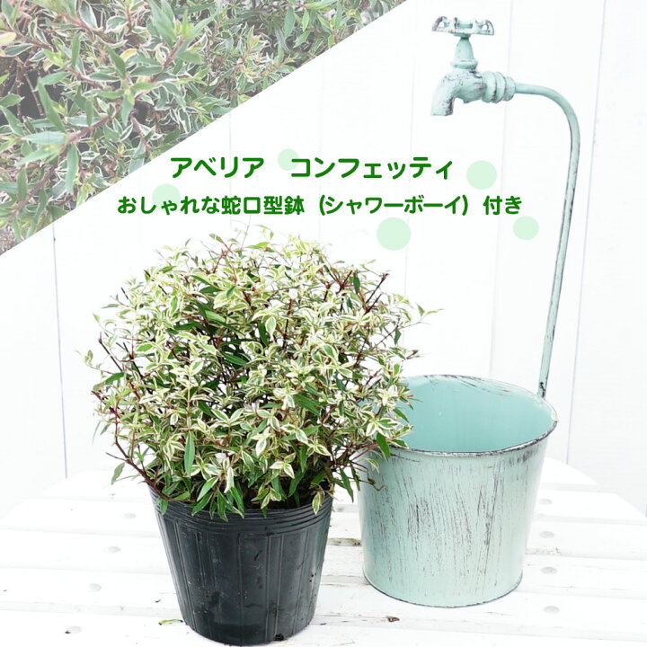 楽天市場 アベリア コンフェッティ シャワーボーイ 水色 付き 生垣 目隠し グランドカバー 低木 庭木 常緑樹 苗木部 ｂｙ 花ひろばオンライン