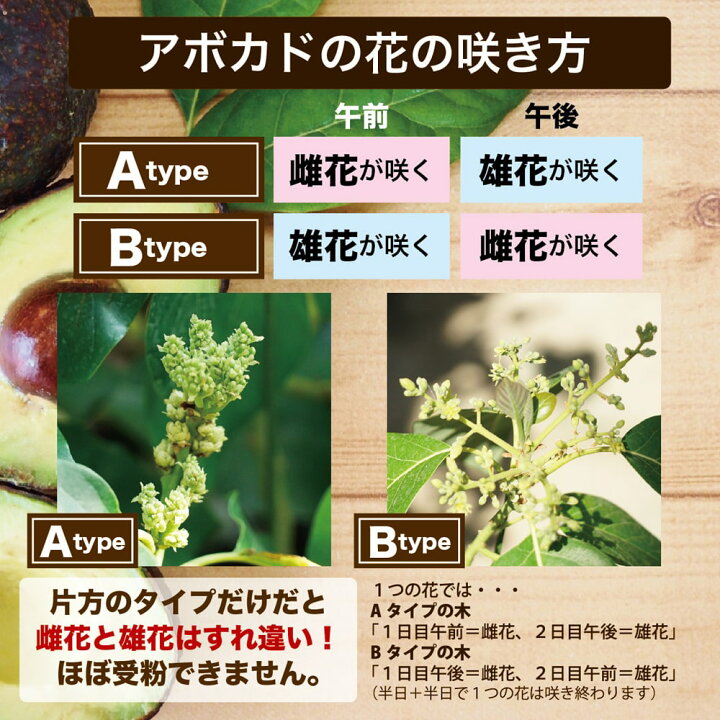 楽天市場】【メキシコーラ種】 アボカド Aタイプ 1年生接木苗 : 苗木部 