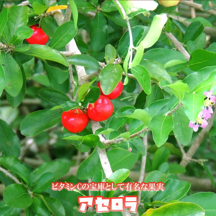 楽天市場 アセロラ 4 5号ポット大苗 沖縄県産 熱帯果樹 品種不明 苗木部 ｂｙ 花ひろばオンライン