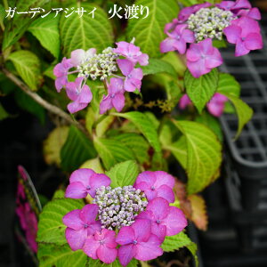 z K[fAWTC yΓnz 5|bgc