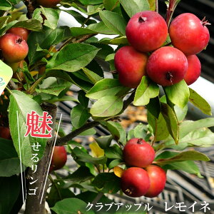 P c yClz 2Nږؕc 7OXbg ̔ NuAbv