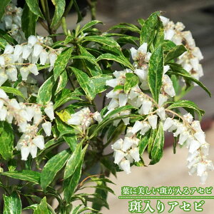 yAZrz  ܂ |bgc