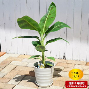 観葉植物 バナナ 苗の人気商品 通販 価格比較 価格 Com