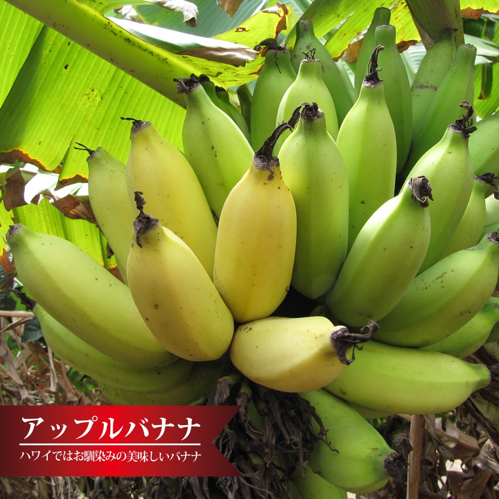 店舗 希少 沖縄県産 アップルバナナ 農薬不使用 1.2キロ