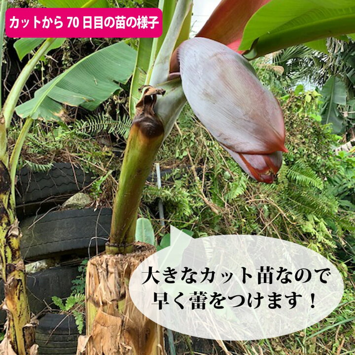 楽天市場】バナナの木 【アップルバナナ】 カット特大苗 石垣島から 