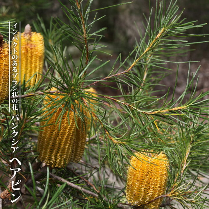 楽天市場 バンクシア ヘアピン スピヌロサ 5号ポット苗 苗木部 by 花ひろばオンライン 楽天市場 バンクシア ヘアピン スピヌロサ 5号ポット苗 苗木部 by 花ひろばオンライン