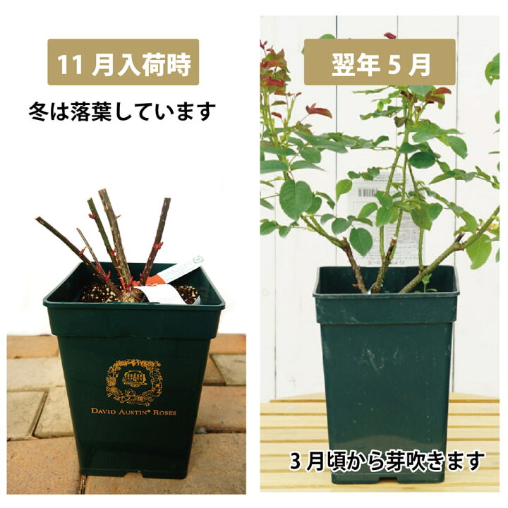 楽天市場 バラ苗 オリビア ローズ オースチン Er 大輪 イングリッシュローズ 6号ポット 大苗 四季咲き 強健 登録品種 品種登録 苗木部 ｂｙ 花ひろばオンライン