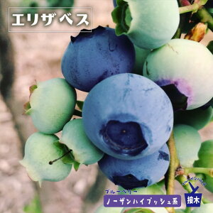 yGUxXz m[UnCubVn 2Nږؕc u[x[c u[CpX