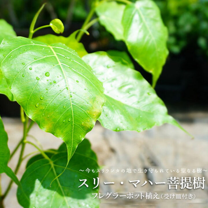楽天市場 インドボダイジュ スリー マハー菩提樹 フレグラーポット苗 鉢植え 受け皿付き 観葉植物 結婚祝い 苗木部 ｂｙ 花ひろばオンライン