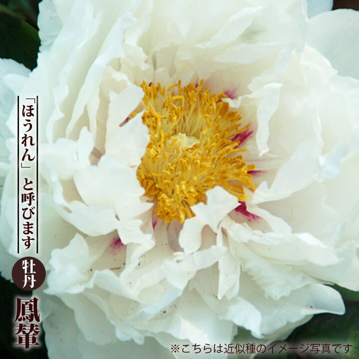 楽天市場 鳳輦 ホウレン 白色 牡丹 2年生 6号スリット苗 苗木部 by 花ひろばオンライン 楽天市場 鳳輦 ホウレン 白色 牡丹 2年生 6号スリット苗 苗木部 by 花ひろばオンライン