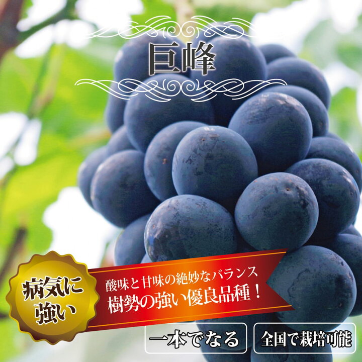 苗木 巨峰 8本で2 280 15 25cm ぶどう 円 見事に育ち Ing Sale 84 Off ぶどう