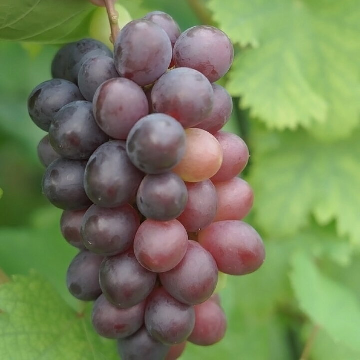 楽天市場 オリエンタルスター 黒ぶどう 1年生接木苗 ウィルスフリー Pvp 予約販売12 翌1月頃入荷予定 苗木部 ｂｙ 花 ひろばオンライン