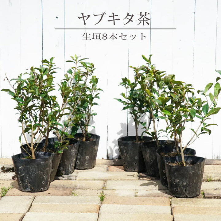 楽天市場 お茶の木 ヤブキタ茶 5号ポット苗 8本セット 苗木部 ｂｙ 花ひろばオンライン