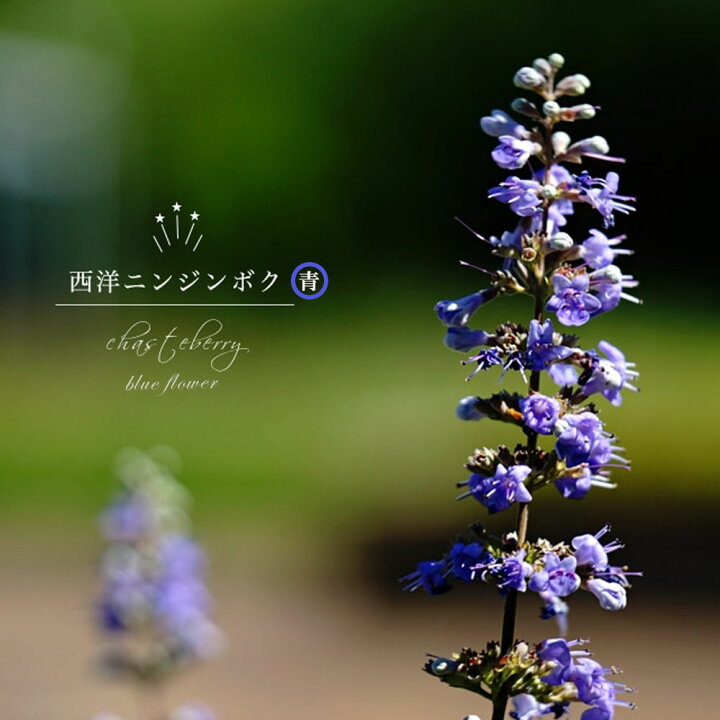 楽天市場 西洋ニンジンボク チェストベリー 青花 ポット苗 苗木部 ｂｙ 花ひろばオンライン