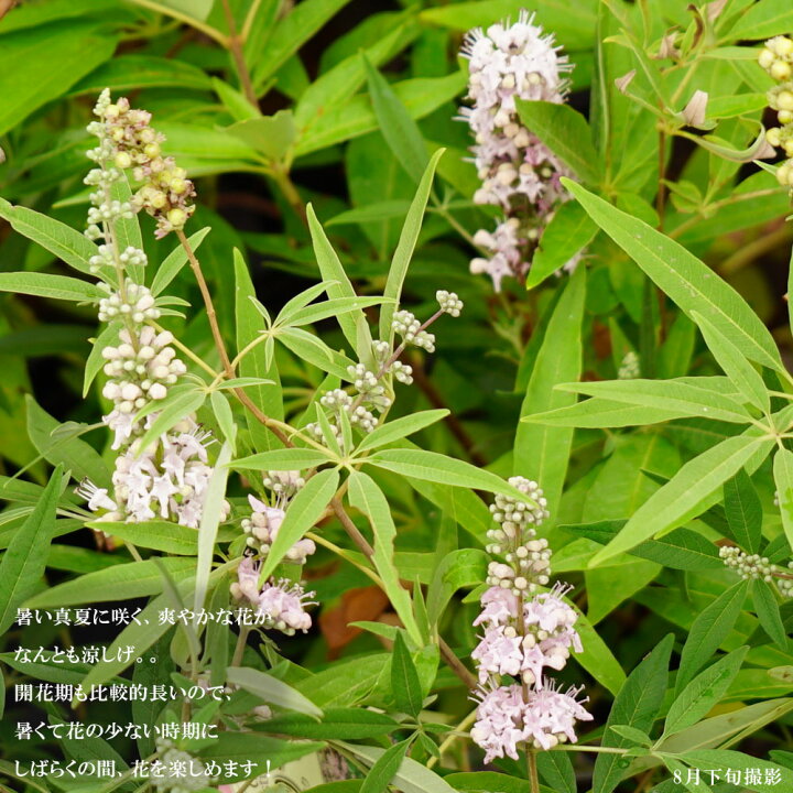 楽天市場 西洋ニンジンボク チェストベリー 桃花 ポット苗 苗木部 by 花ひろばオンライン 楽天市場 西洋ニンジンボク チェストベリー 桃花 ポット苗 苗木部 by 花ひろばオンライン