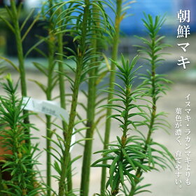 楽天市場 庭木 季節で分類できない常緑樹 マキノキ 朝鮮マキ 苗木部 ｂｙ 花ひろばオンライン