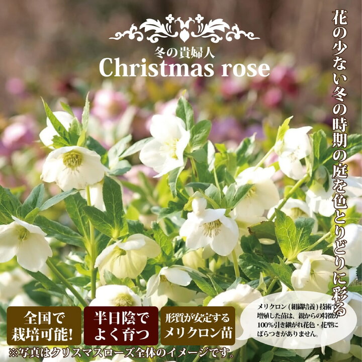 楽天市場 エリックスミシィ 一重咲きクリスマスローズ 3号ポット 苗 苗木部 by 花ひろばオンライン 楽天市場 エリックスミシィ 一重咲きクリスマスローズ 3号ポット 苗 苗木部 by 花ひろばオンライン