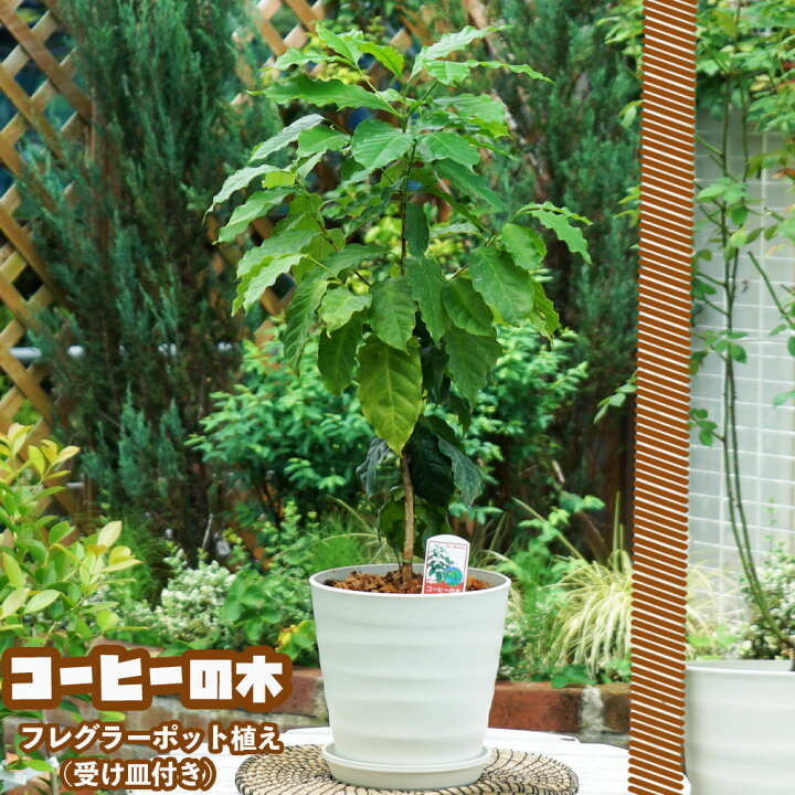 楽天市場】観葉植物に！【コーヒーの木】 フレグラーポット大苗 鉢植え  