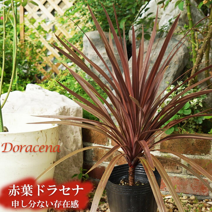 楽天市場】コルジリネ（ドラセナ） 赤葉ドラセナ 大苗 低木 庭木  