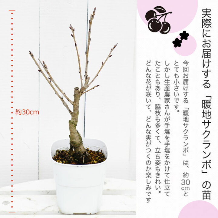 楽天市場 1本でなるさくらんぼ 暖地桜桃 暖地さくらんぼ 白鉢苗 苗木部 by 花ひろばオンライン 楽天市場 1本でなるさくらんぼ 暖地桜桃 暖地さくらんぼ 白鉢苗 苗木部 by 花ひろばオンライン