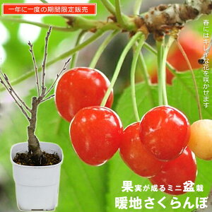  ~ 1{łȂ邳ڂ̖ gn A iF ignځj y\̔z1{ȍ~ח\