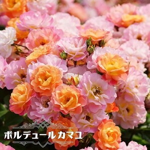 国産 オレンジ 苗の人気商品 通販 価格比較 価格 Com
