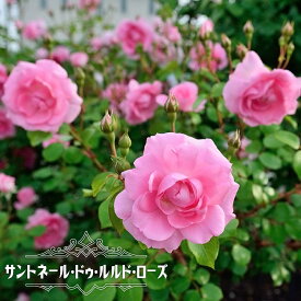 楽天市場 つる バラ トゲ なし 強健の通販