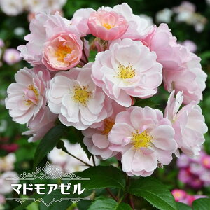 �l�G�炫����o�� �y�}�h���A�[�� �i�f���o�[���j�z 2�N����c �y�\��̔��z1�����{�ȍ~���ח\��