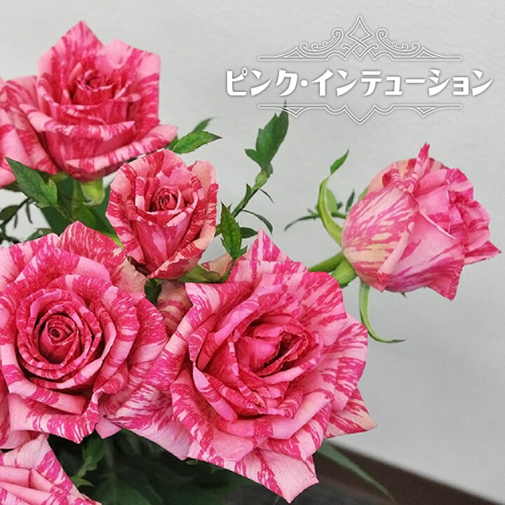 楽天市場 四季咲きバラ苗 ピンクインテューション 2年生大苗 登録品種 品種登録 苗木部 ｂｙ 花ひろばオンライン
