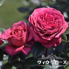 楽天市場 赤 バラ 強香の通販