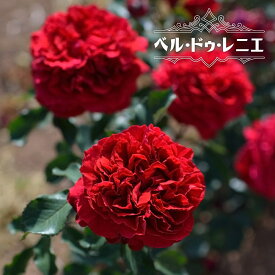 楽天市場 赤 バラ 強香の通販